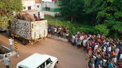 Rice-eating elephant (Arikomban) from Kerala captured near Cumbum in Tamil Nadu