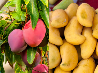 Top 7 mangoes in the world known for their cost