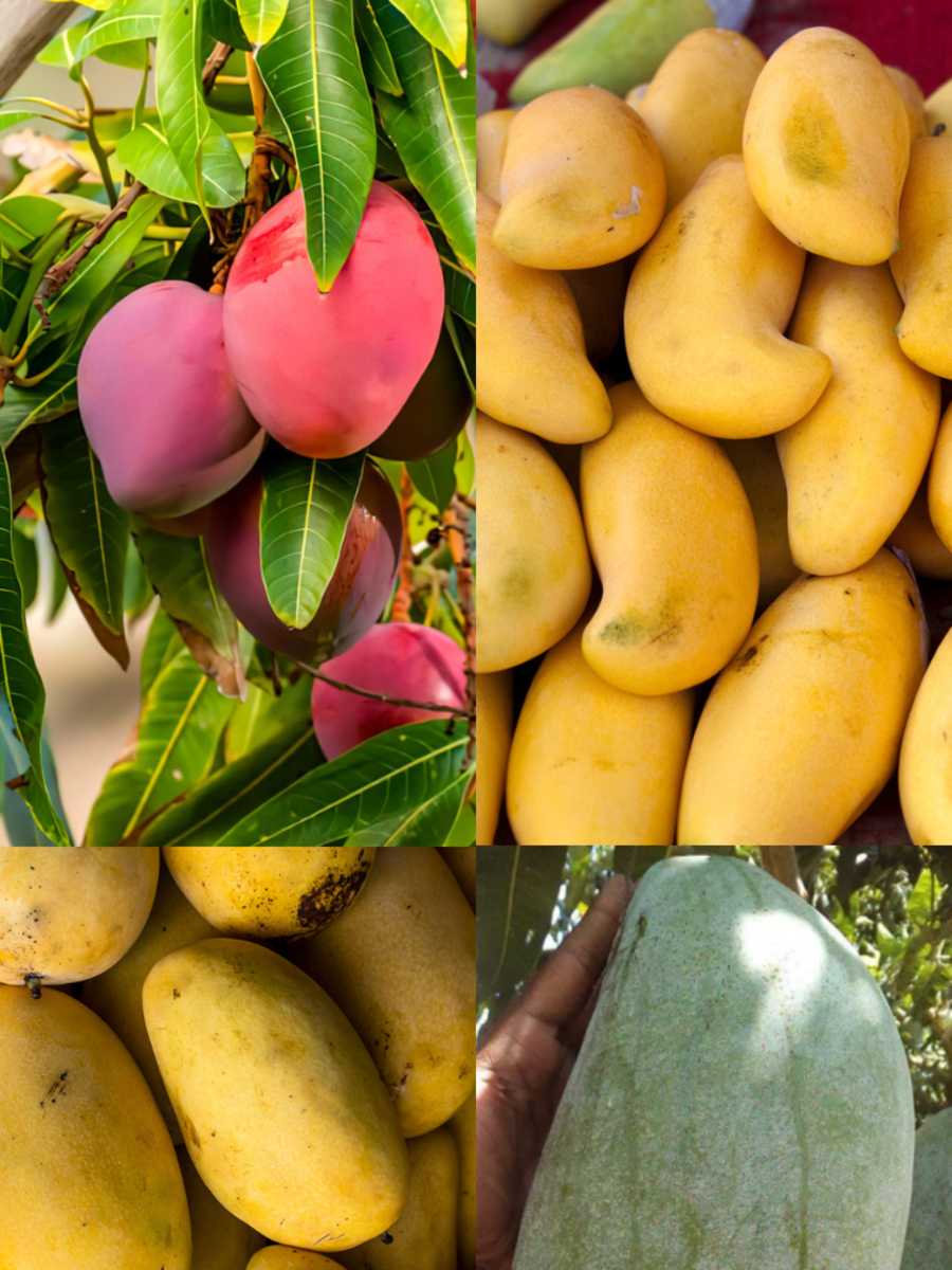 7 most expensive mangoes in the world Times of India