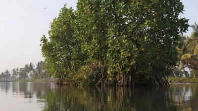 World Environment Day: New schemes launched to protect and conserve wetlands and mangrove ecosystem