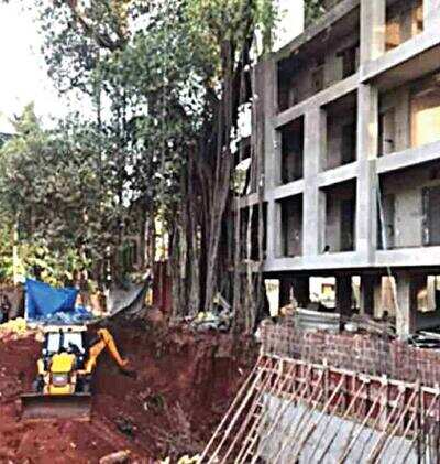In Calangute, age-old banyan tree uprooted