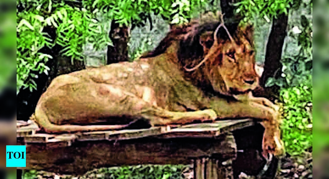 Thiruvananthapuram Zoo Tvm Zoo A Lion & Lioness From Tirupati