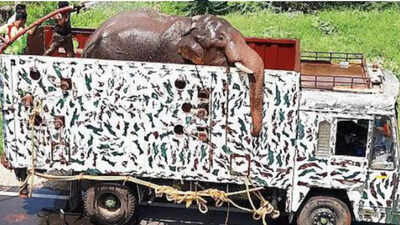 Tusker Arikomban has a new address: Shola forests of KMTR