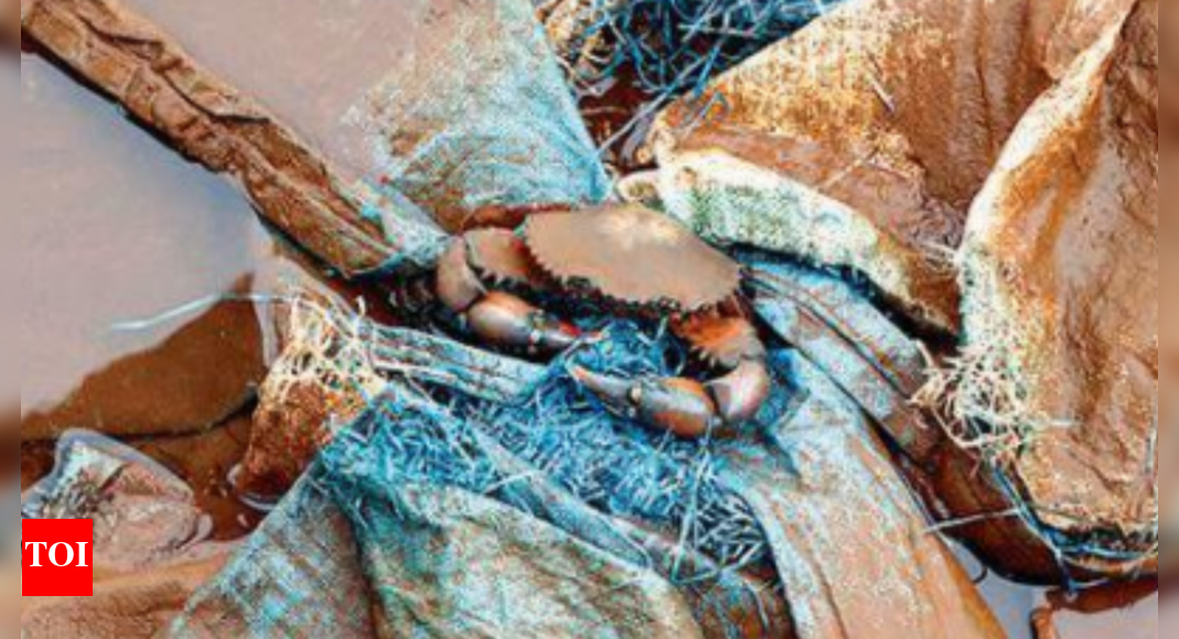 Goa becoming a plastic sink, state needs to act fast: Ex-WII scientist ...
