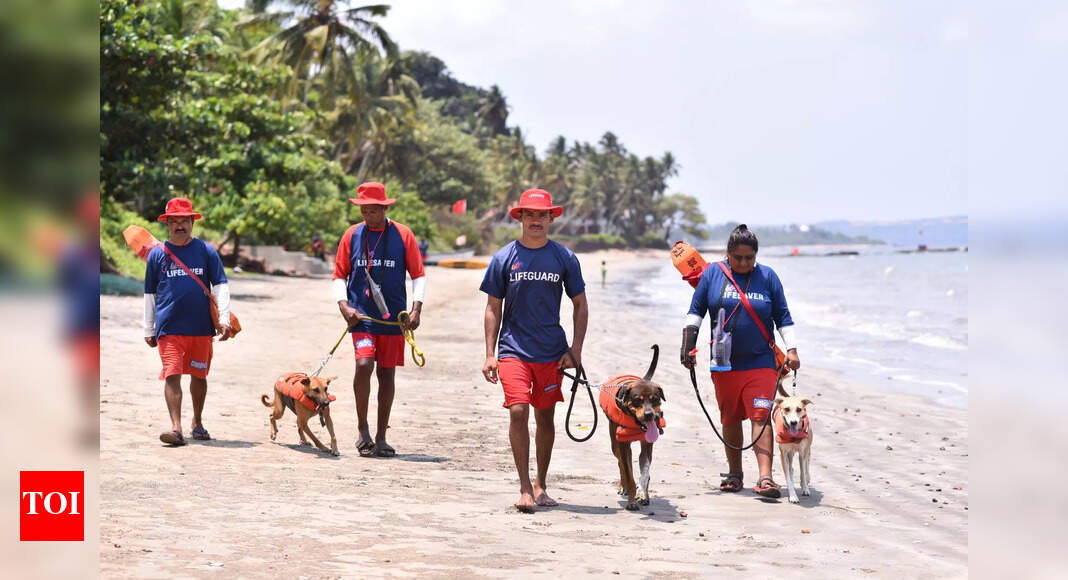 The paw squad is ready to save lives on Goa's beaches | Events Movie ...