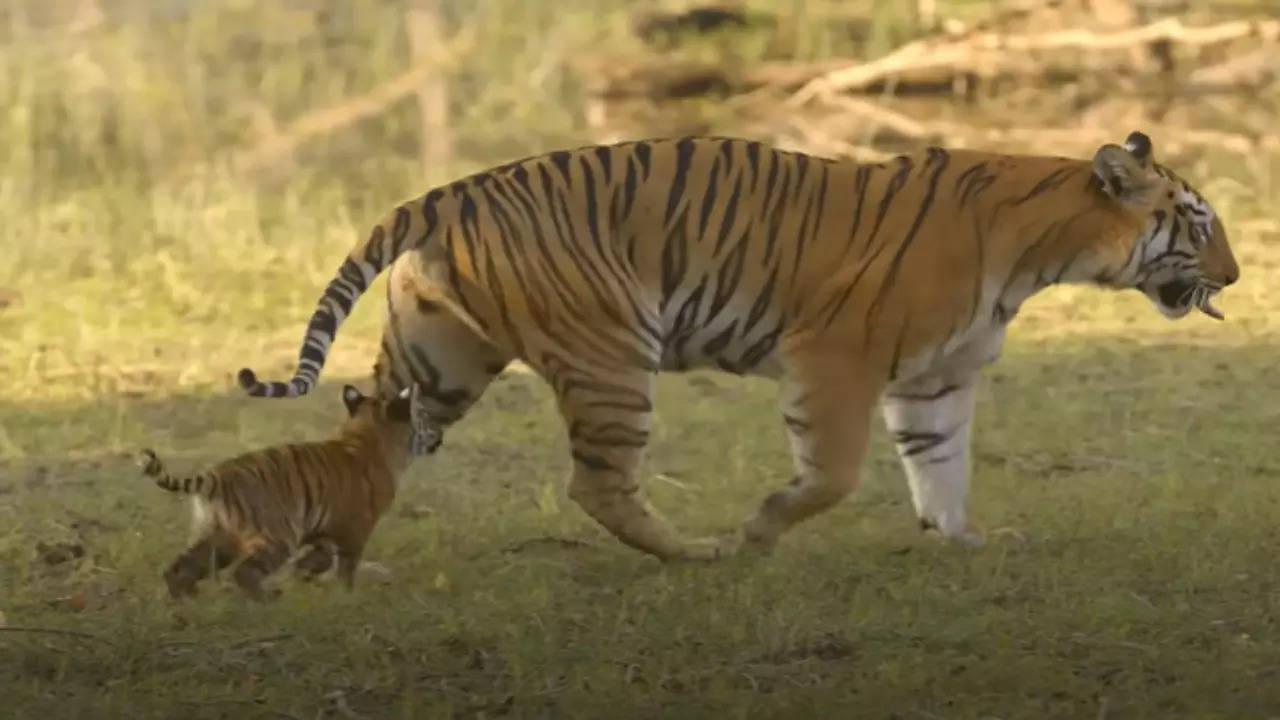 Which Animal has the Loudest ROAR? - The National Wildlife Federation Blog