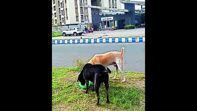 Focus on feeding zone in NKDA stray dog advisory
