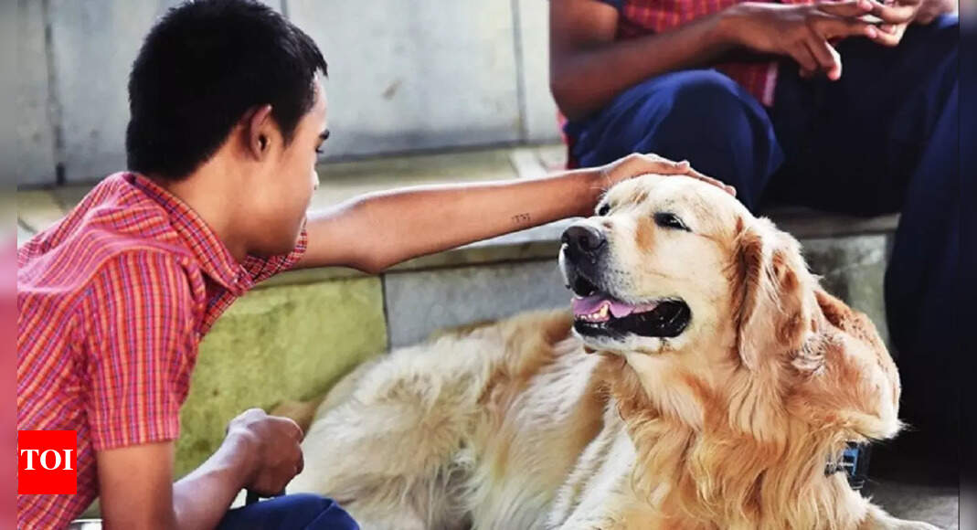 Animal-assisted therapy looks up, first with dogs and now with cats ...