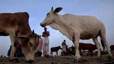 PETA India urges Karnataka to spare cows; adopt alternatives to tackle overpopulation