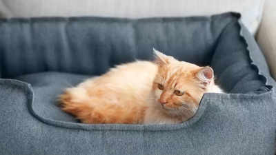 Cat beds: Give a comfortable space to your pet cat