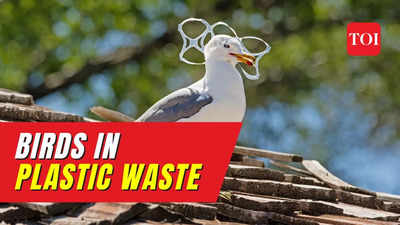 'A Wasted Flight' - An exhibition that sheds light on plastic waste's impact on avifauna