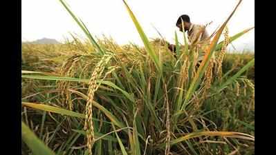 Nano urea will boost crop yield, up ryots’ income, says agri dir