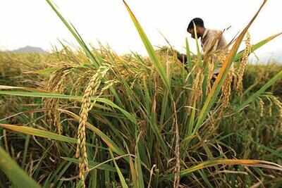 Nano urea will boost crop yield, up ryots’ income, says agri dir