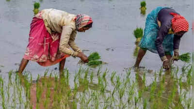 Government raises MSP for kharif crops, paddy’s hiked by 7%