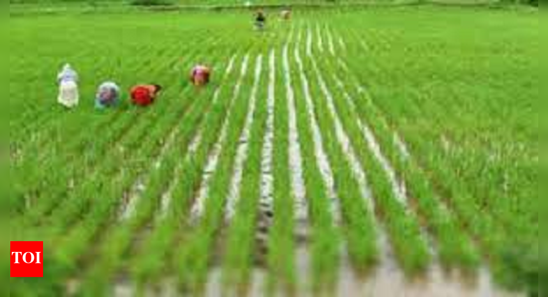 Unseasonal rains wrecked crops worth Rs 381 crore in Telangana ...