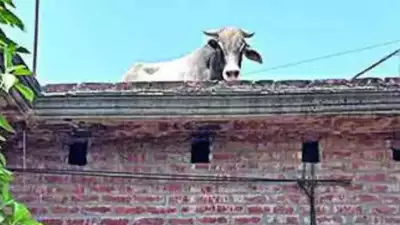 Villagers thwart rescue op of stray bull stuck on roof