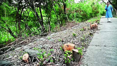 Trees axed for city’s first green corridor in Sec 42