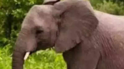 Elephant kills 2 persons in Gumla