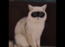 White cat goes viral wearing Apple Vision Pro mixed reality headset