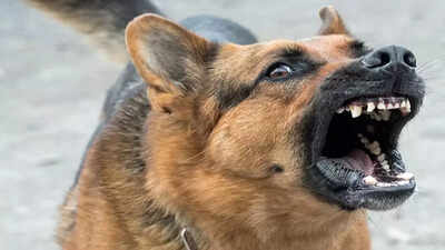 Goel shares plan to curb dog bites in city