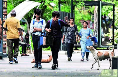 Stray dogs have field day in Race Course