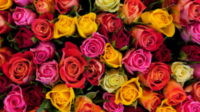 Best 'National Rose Day' wishes and quotes for your loved ones