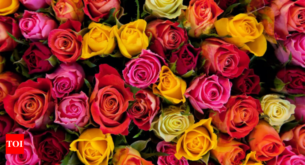 Rose Color Meanings & When To Gift Each Color