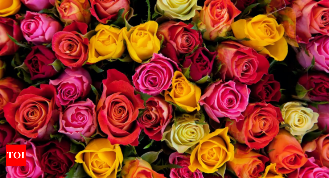 National Rose Day Wishes & Messages: Top 50 Wishes, Messages and Quotes ...