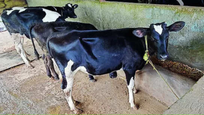 Milk production improves in DK & Udupi, but still 40k litres shortfall