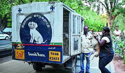Corpn finally wakes up to stray dog menace at Race Course