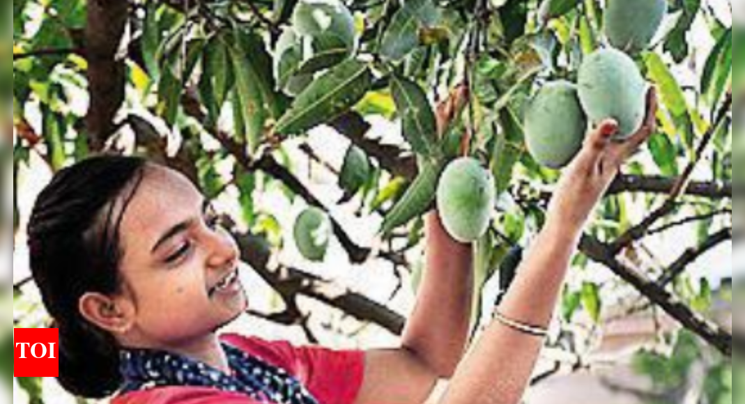 City’s Famous Digha ‘dudhiya Malda’ On The Verge Of Extinction Patna