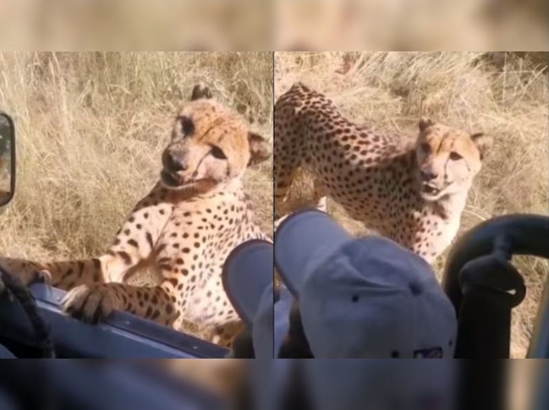 Hungry cheetah’s close encounter with tourist on a safari