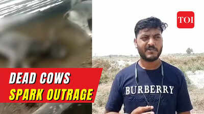UP: Carcasses of cows found outside government shelter in Kasganj, locals allege negligence by authorities