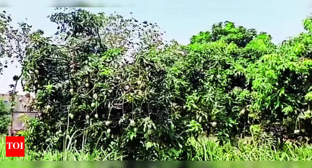 Former Engr Enjoys Fruits Of Labour Mangoes Ranchi News Times of