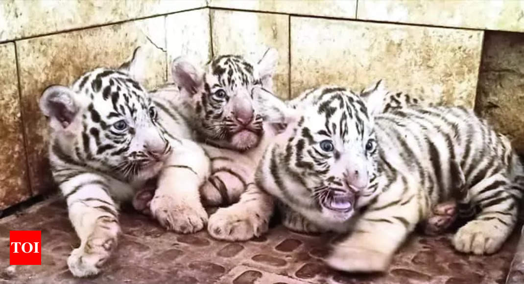 White Tigress In Delhi Zoo Gives Birth To Three Cubs