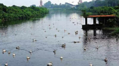 Minor canals, drains in Chennai to be part of green ecosystem