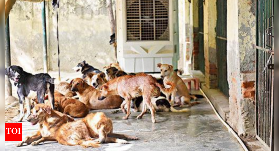 No Firm Wants To Run City’s Largest Animal Shelter Noida News Times of India