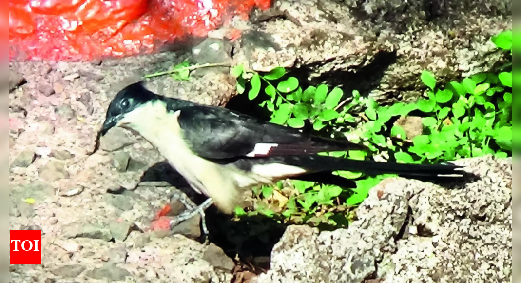 Kolhapur & Sangli districts get 2mm rain as monsoon advances Kolhapur