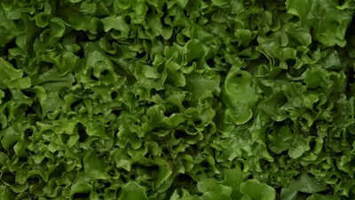 20 species of sea lettuce are present in Baltic and Scandinavian coasts: Research