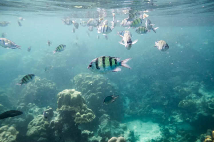 Snorkelling and scuba diving