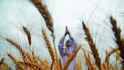 Govt imposes stock limits on wheat for first time in 15 years