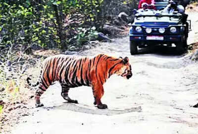 Tiger safari in Ramgarh reserve buffer zone soon