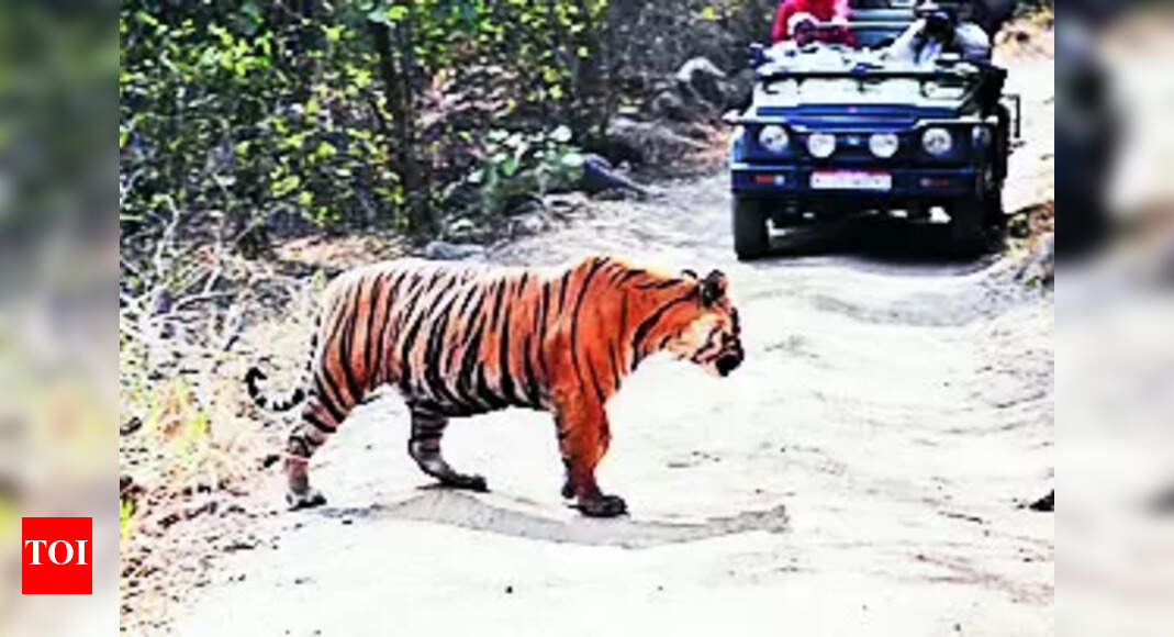 Tiger Safari In Ramgarh Reserve Buffer Zone Soon Jaipur News Times of India