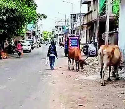 Elderly woman attacked by bovine dies in Padra town