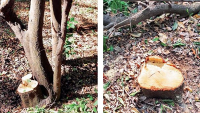Dozen sandalwood trees cut down in defence land