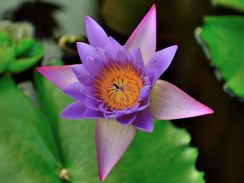 About Lotus Flower In Malayalam Language | Best Flower Site