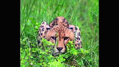 Cheetah Aasha tries to flee to UP, sedated and brought back to Kuno