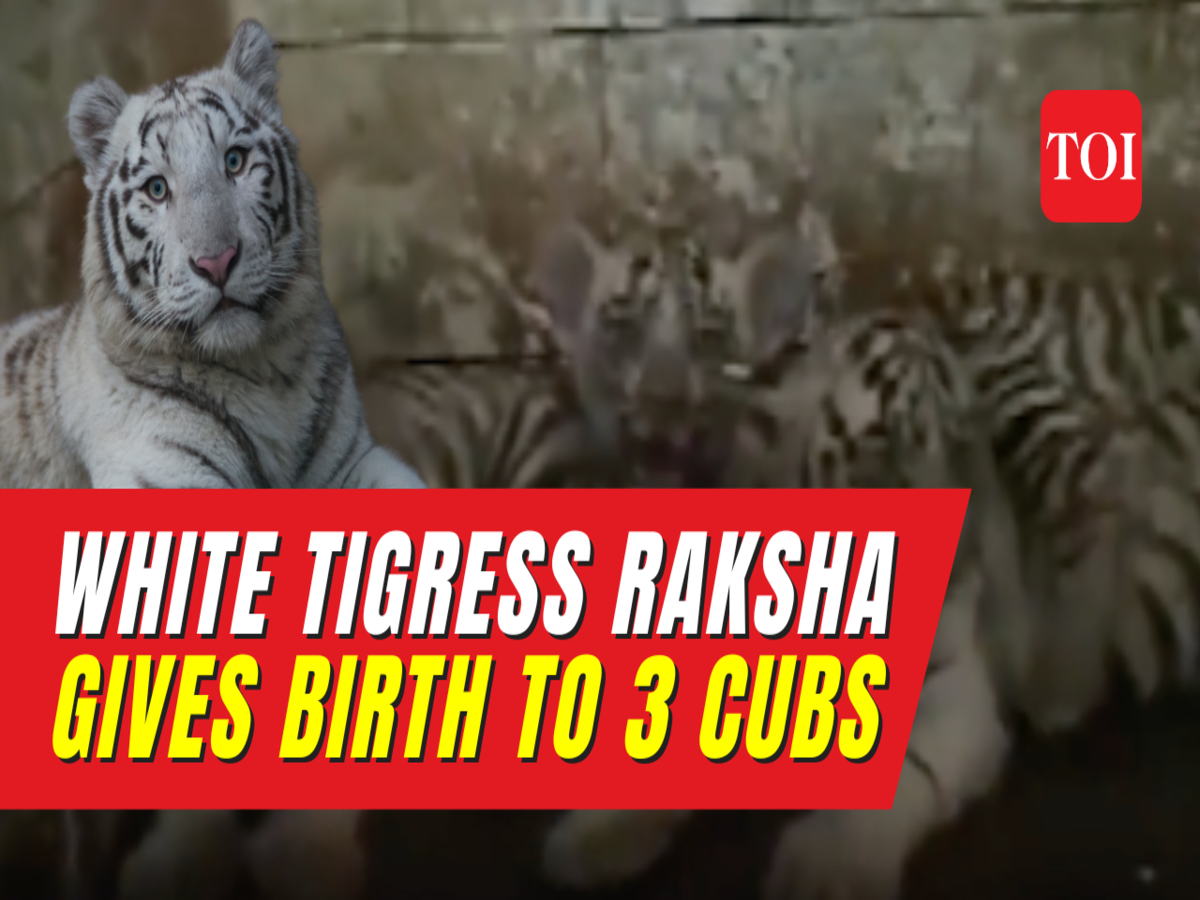 White Tigress Gives Birth To 3 Cubs In Maharashtra Zoo