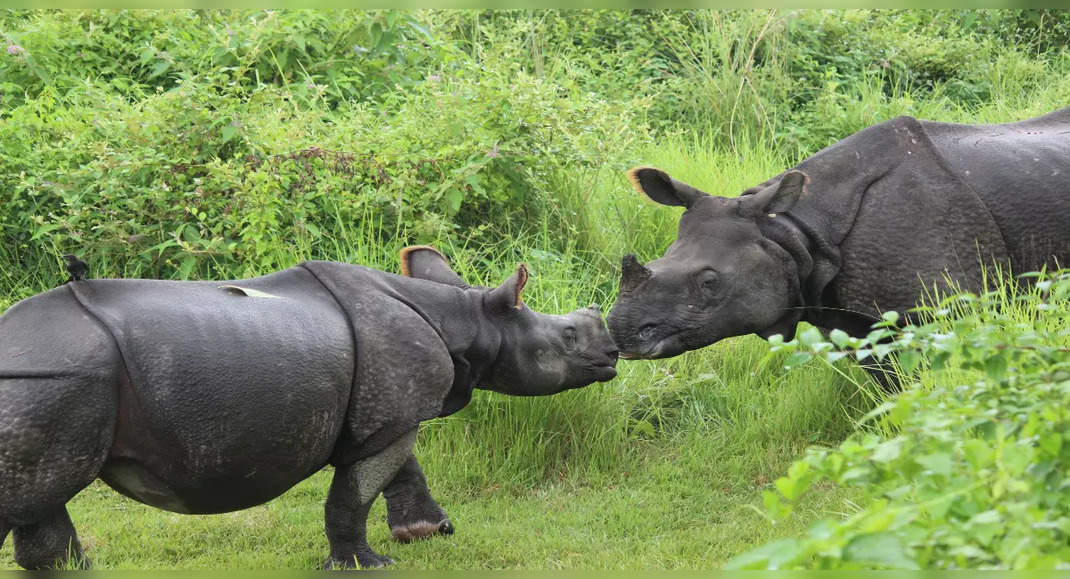 Chitwan National Park: Exploring Nepal's pristine biodiversity hotspot ...