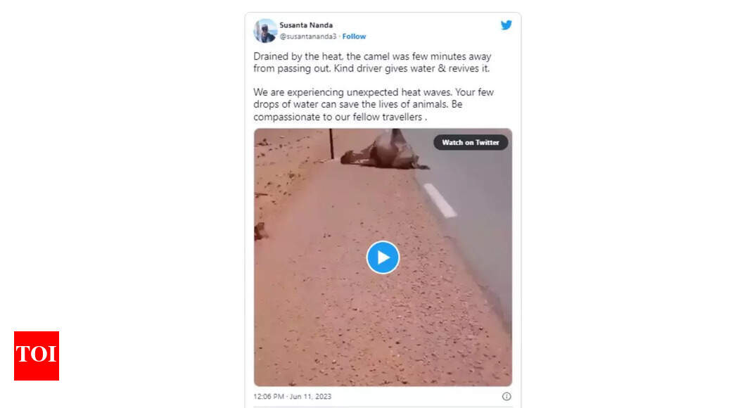 Driver offers water to a dehydrated camel, saving its life - Times of India